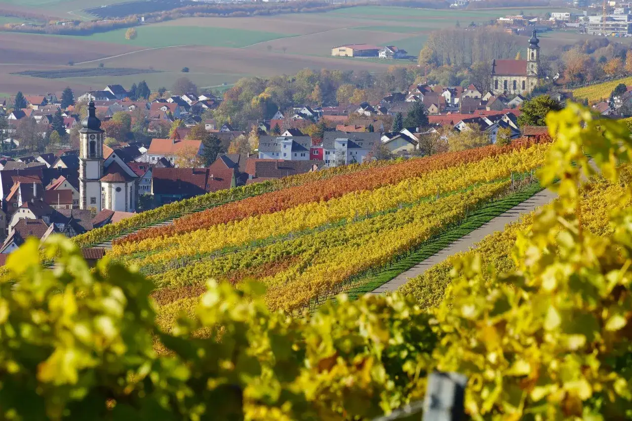 Bunte Weinreben im Herbstlicht, die sich &uuml;ber die H&uuml;gel schl&auml;ngeln. Im Hintergrund das Dorf Erlenbach mit seinen Kircht&uuml;rmen. Ein malerischer querfeldwein-Blick.