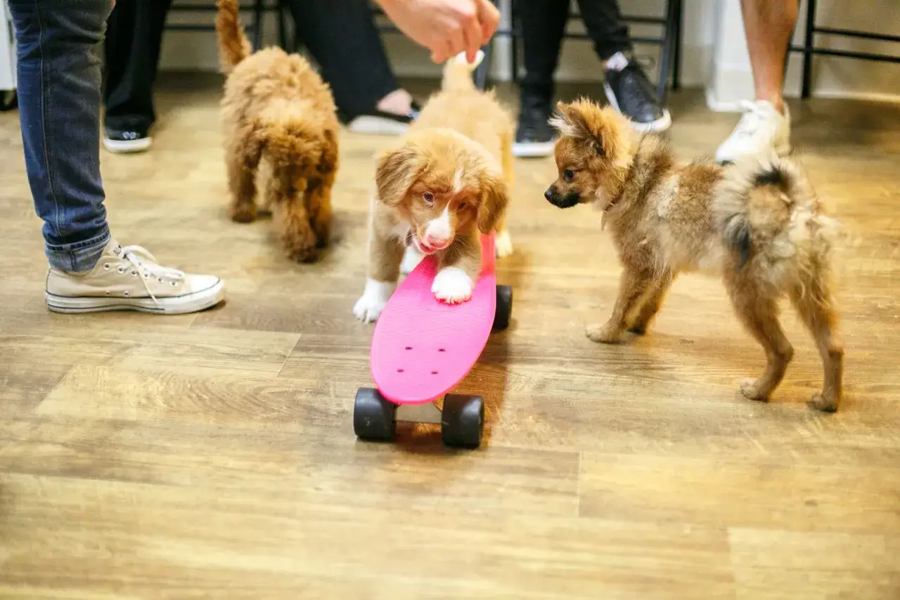 Trois chiots d&eacute;couvrent un skateboard rose, une sc&egrave;ne de socialisation pour chiots pleine de curiosit&eacute; et de jeu.