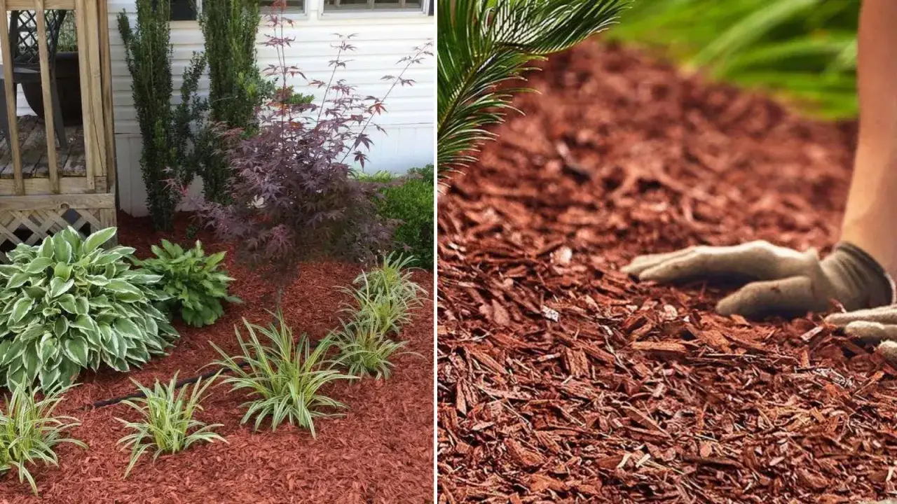 Manos enguantadas esparciendo mantillo rojo para ayudar a quitar malas hierbas y embellecer el jard&iacute;n.