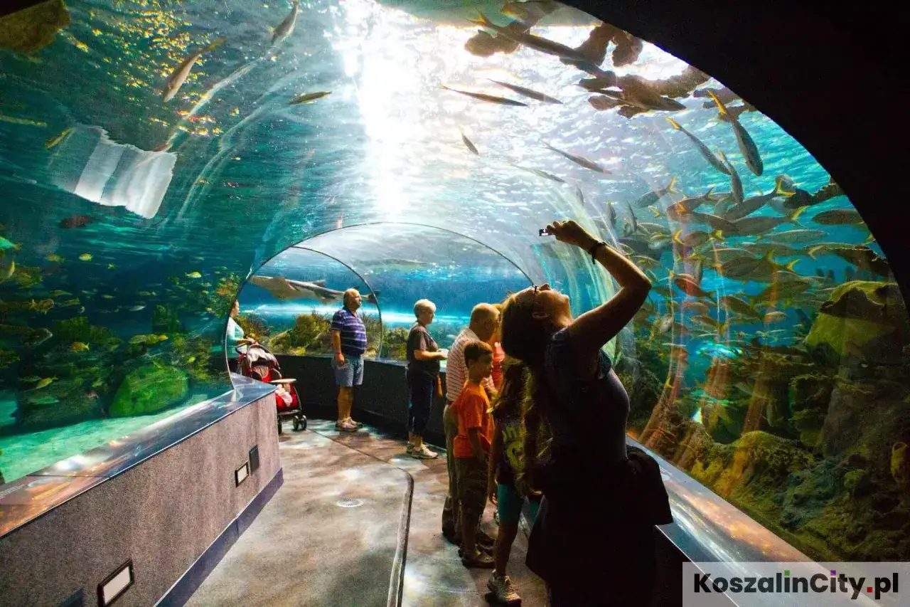 Rodzina podziwia ławice ryb w tunelu oceanarium w Mielnie. Słońce przebija się przez wodę, tworząc magiczny widok.