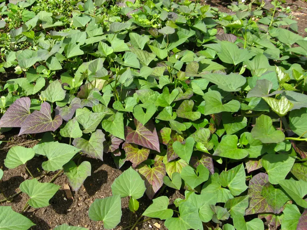 Champ de patates douces en pleine croissance, les feuilles vertes et pourpres s'étendent sur le sol. La culture de patate douce prospère.