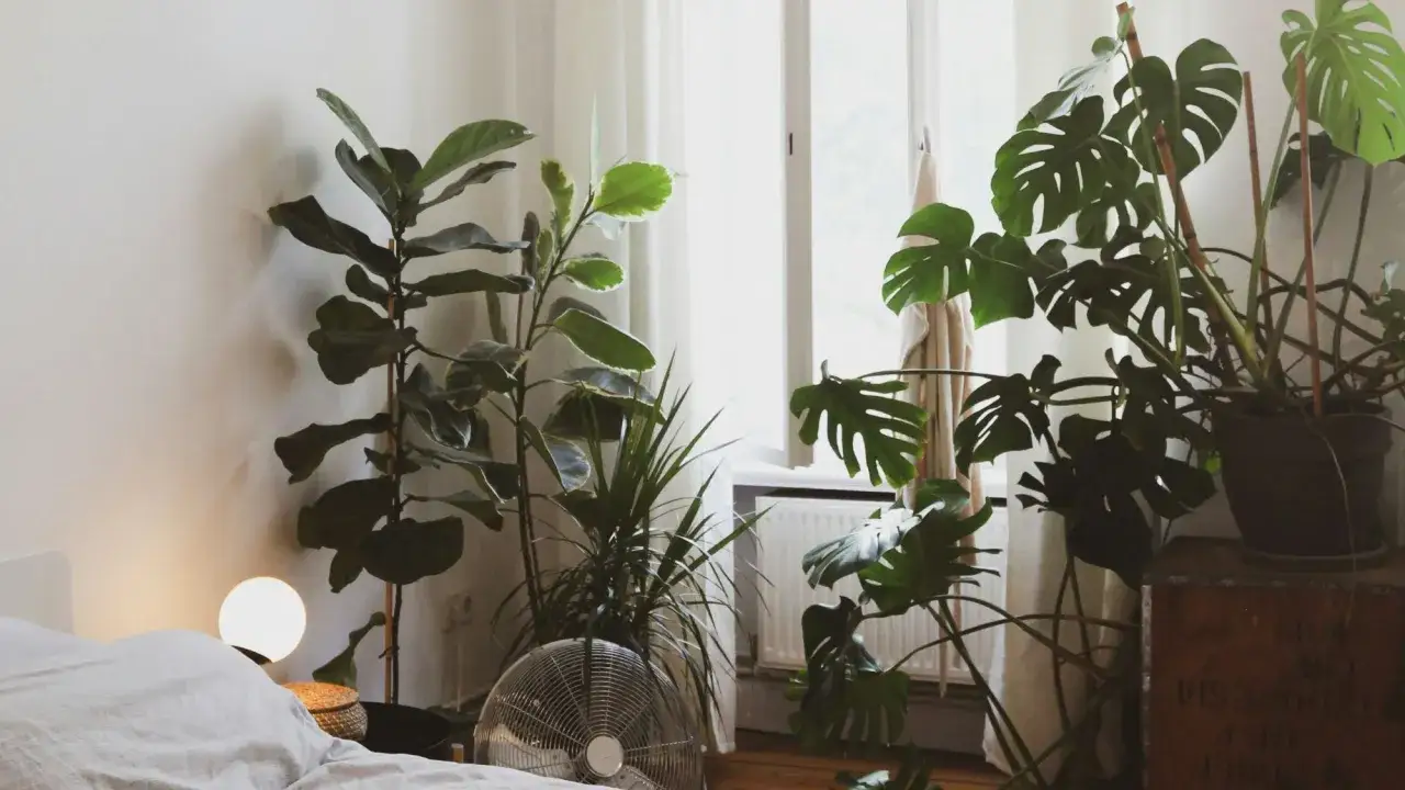 Un dormitorio acogedor con varias plantas para dormitorio, incluyendo una monstera y un ficus, junto a una cama y una ventana.