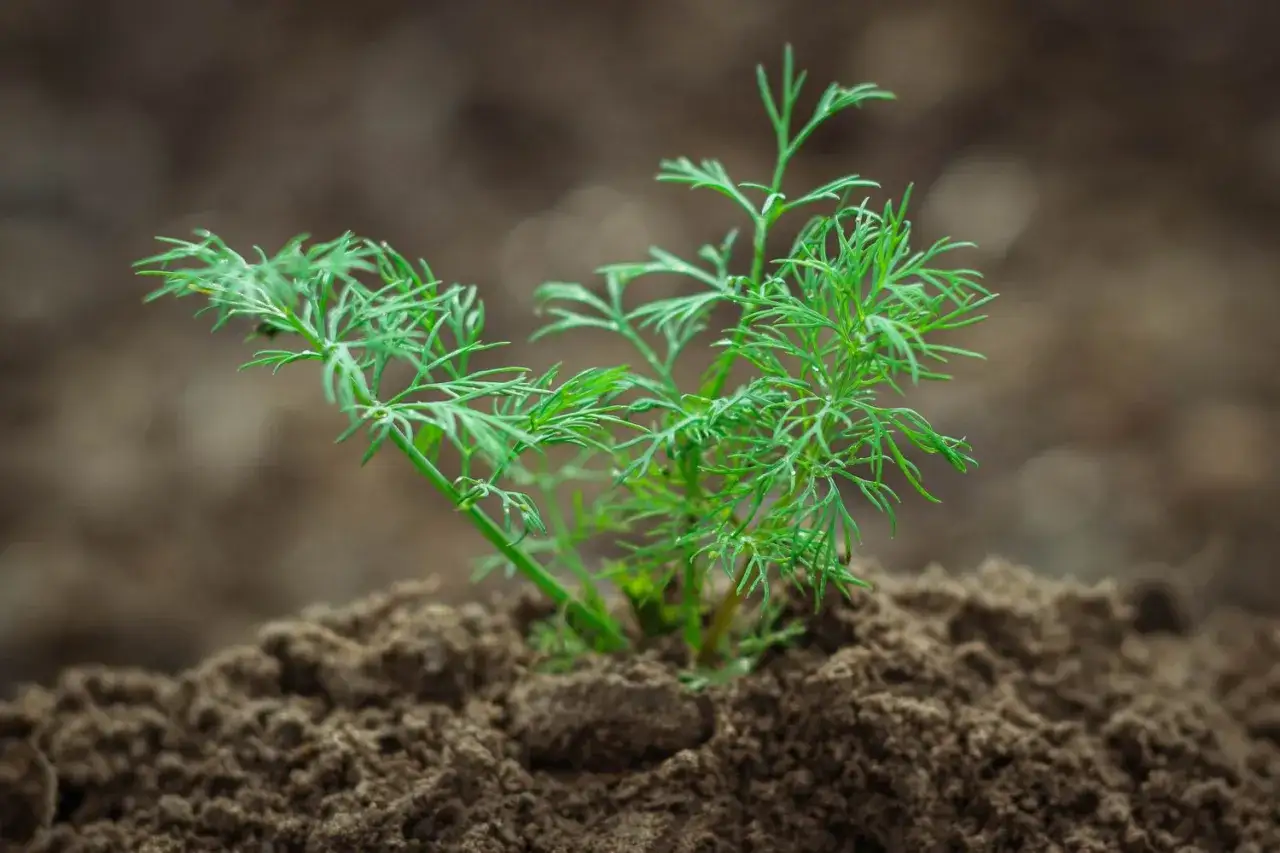 Ein junger Dill w&auml;chst im Boden. Dieser dill winterhart verspricht auch im n&auml;chsten Jahr frische Kr&auml;uter.