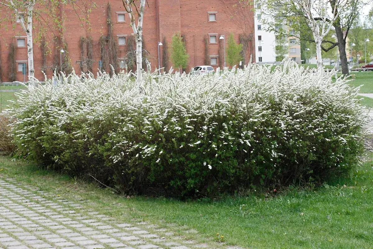 En frodig buske med vita blommor, en av m&aring;nga spirea sorter, blommar vid en tegelbyggnad.