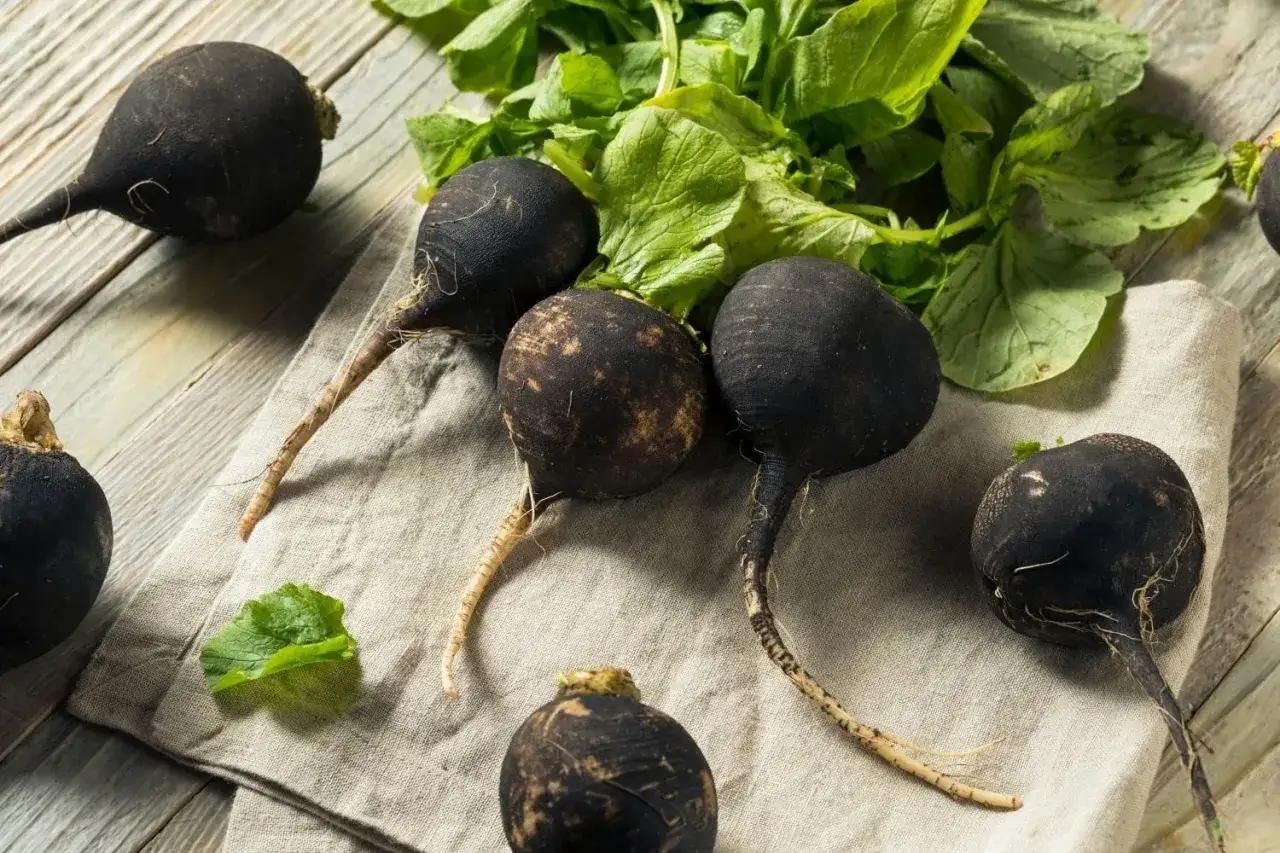 Un tas de radis noirs aux feuilles vertes sur une toile de lin, prêts à être cuisinés.