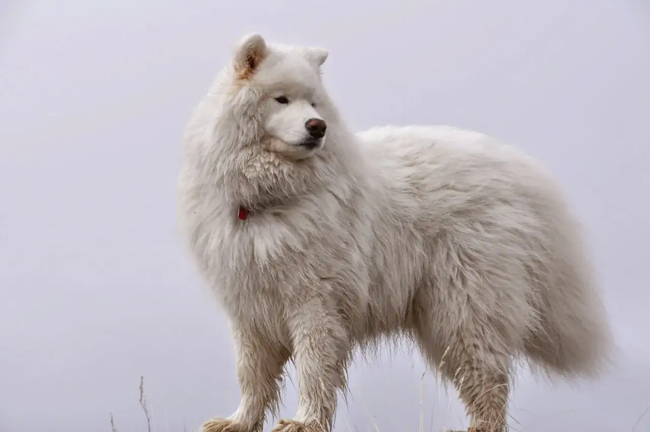 Puszysty samoyed o białej sierści, z czerwoną obrożą, stoi na tle nieba.