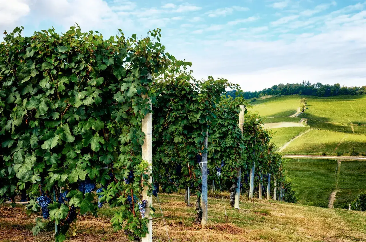 Reife Nebbiolo Trauben h&auml;ngen an gr&uuml;nen Rebst&ouml;cken, die sich &uuml;ber sanfte, sonnenbeschienene H&uuml;gel erstrecken.