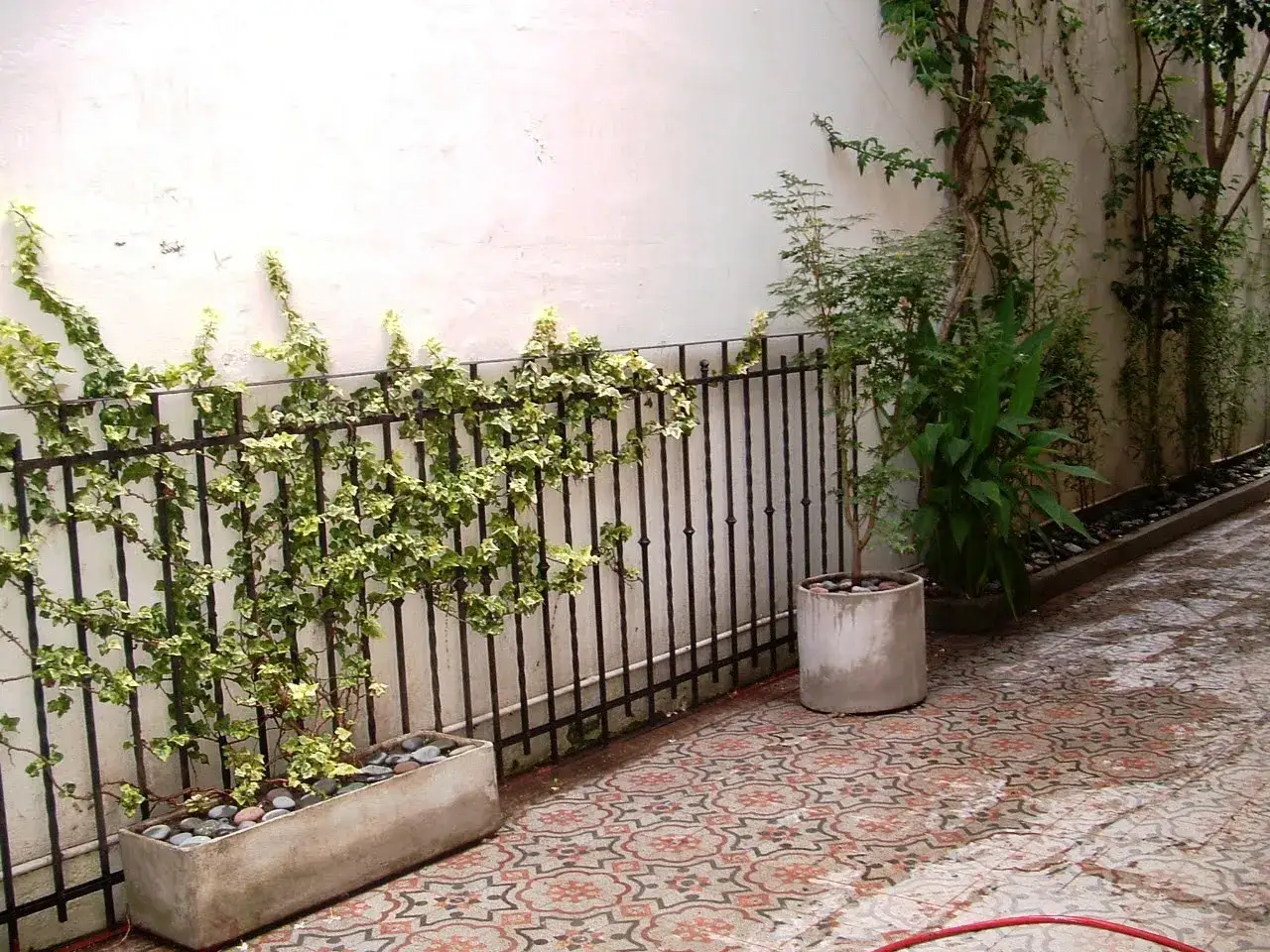 Una hiedra planta trepa por una valla negra, adornando un patio con baldosas de colores.