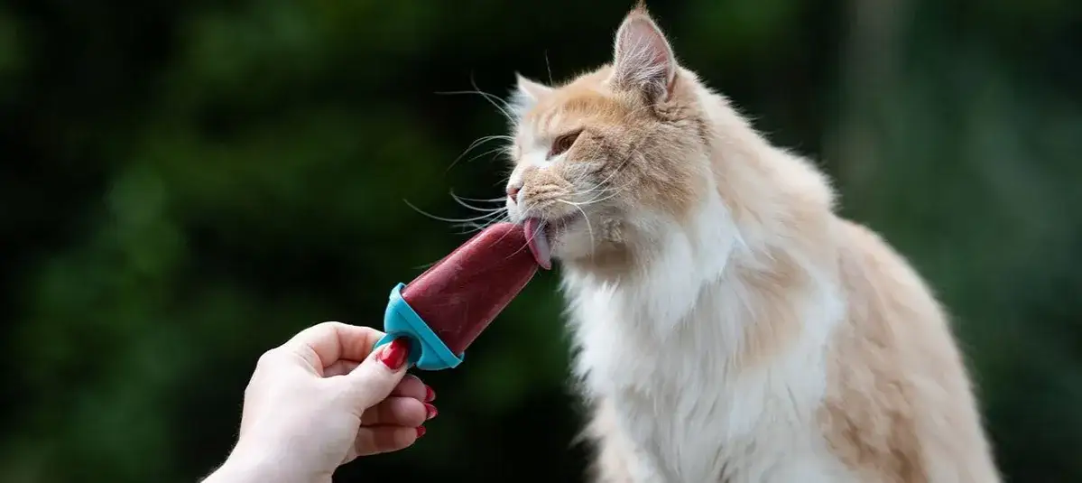 Domowe lody dla kota przepisy składniki