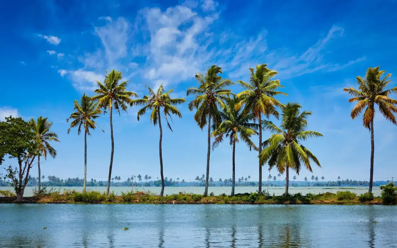 Ligne de cocotiers sur fond de ciel bleu et d'eau calme. Idéal pour savoir que faire au Kerala.