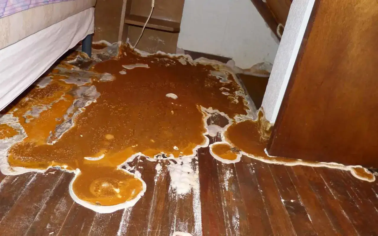 Mousse orange et blanche envahit le parquet, signe d'un problème de traitement bois humidité. Un désastre à nettoyer.