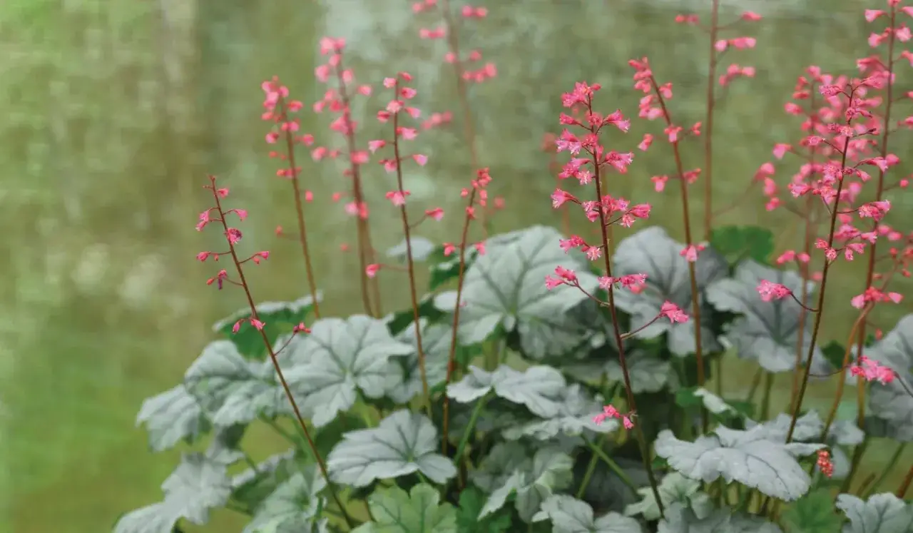 Vackra alunrot sorter med silverf&auml;rgade blad och rosa blommor som svajar i vinden.