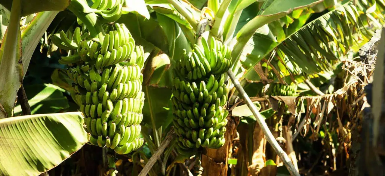 plantacja bananów Wyspy Kanaryjskie