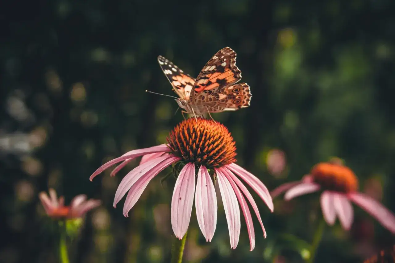 Motyl na kwiecie jeżówki, uchwycony w zbliżeniu. Skala makro ukazuje delikatne wzory na skrzydłach i strukturę kwiatu.