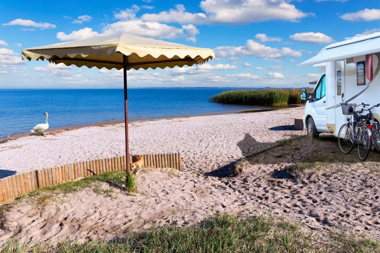 Łabędź i pies na piaszczystej plaży nad Zalewem Szczecińskim. Obok kamper i rowery.