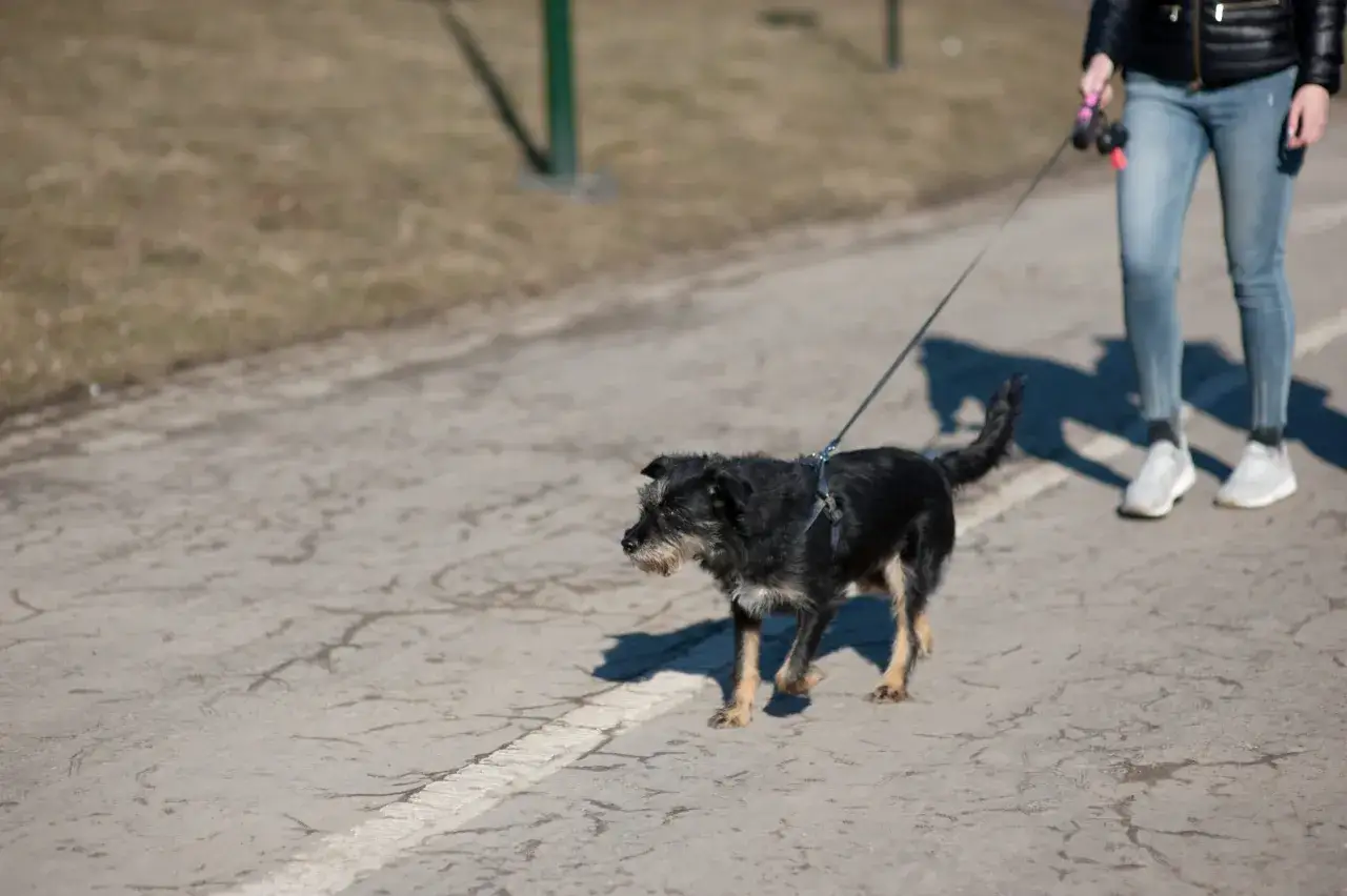 Mały, czarny piesek na smyczy spaceruje po ścieżce. Idealne miejsce, gdzie na spacer z psem okolice Krakowa.