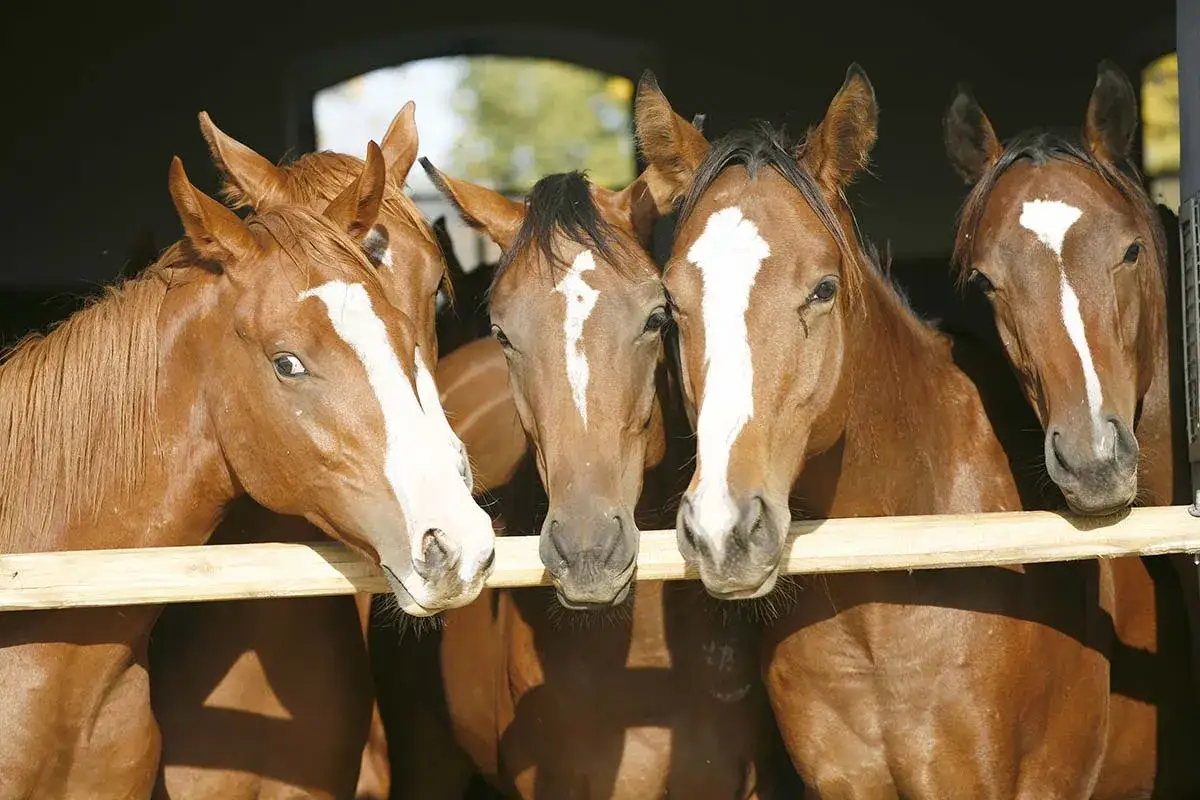 Quatre chevaux bruns aux marques blanches sur le front, dans une &eacute;curie. Une image qui &eacute;voque la rentabilit&eacute; d'une &eacute;curie de propri&eacute;taire.