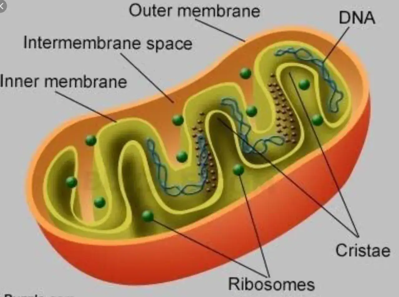 Der detaillierte mitochondrien aufbau zeigt DNA, Ribosomen, Cristae und Membranen.