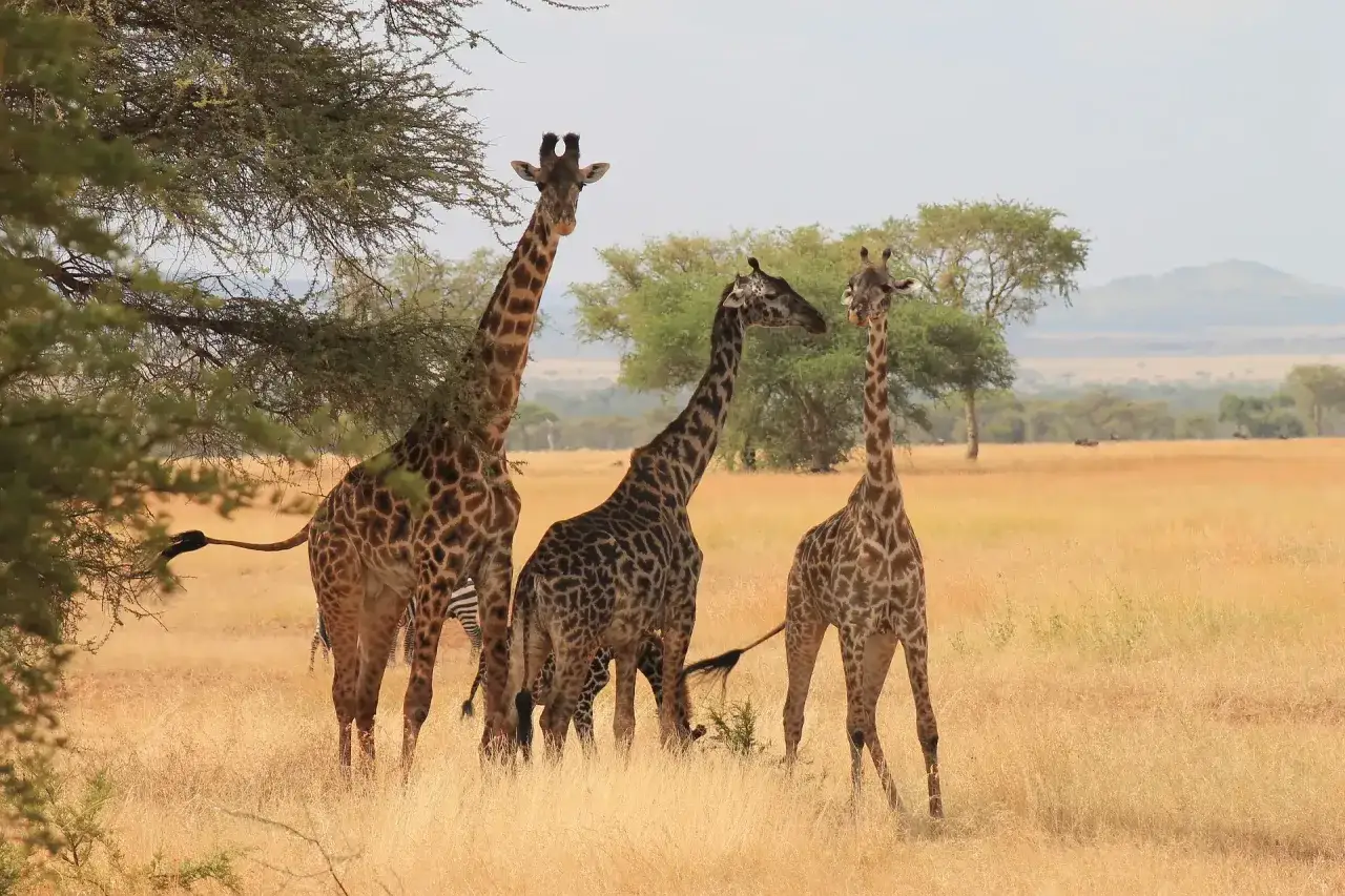 Trzy żyrafy i zebra na tle sawanny. Niezapomniane tanzania atrakcje.