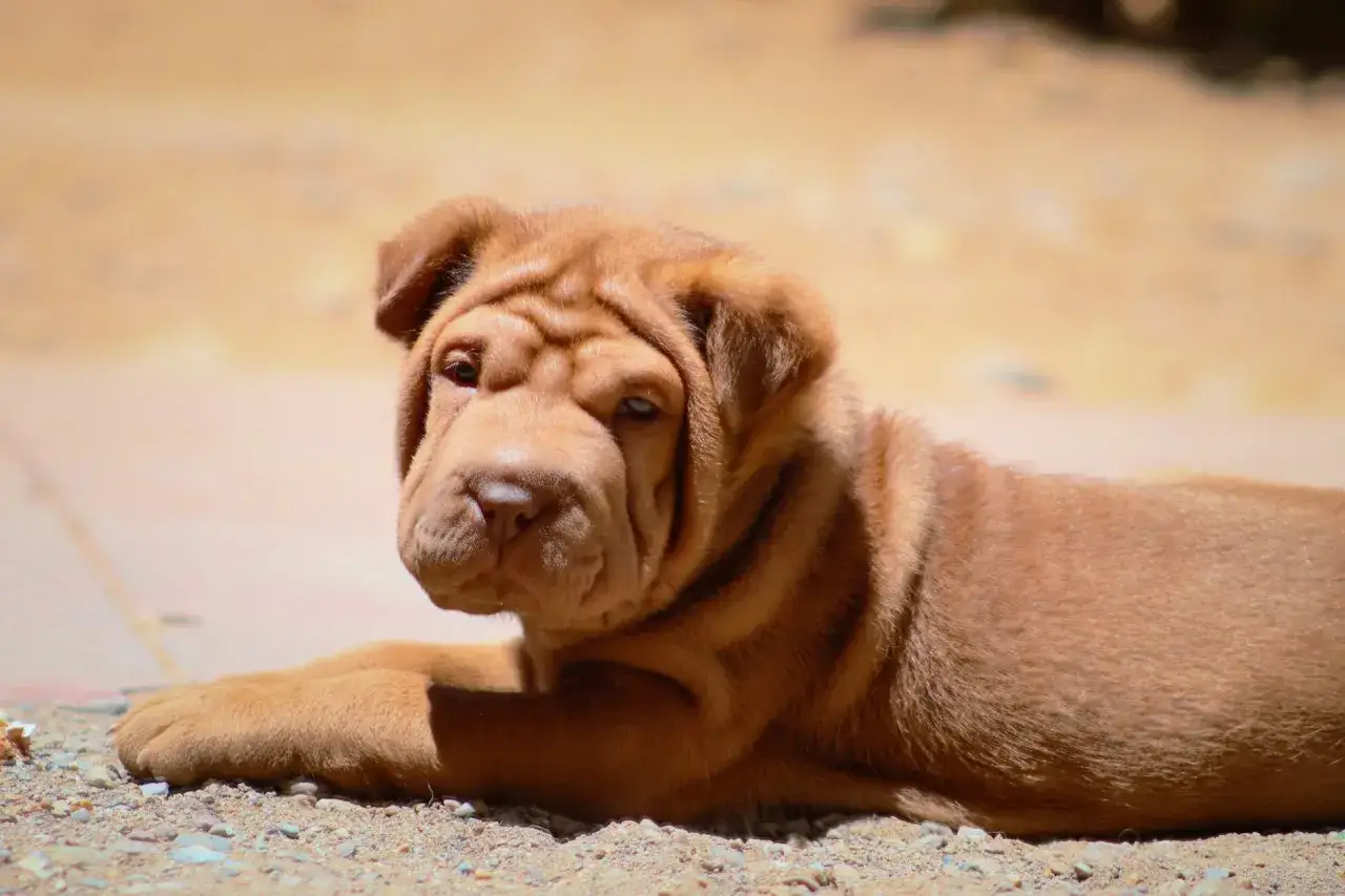 Uroczy szczeniak rasy Shar Pei, pies ze zmarszczkami, leży na ziemi, wyglądając na lekko zamyślonego.