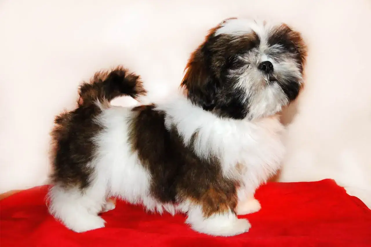 Uroczy szczeniak rasy shih tzu, z pięknym, dwukolorowym futrem, czeka na nowy dom. Sprawdź shih tzu cena!
