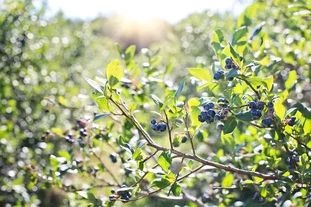 Zdjęcie Jak kwitnie borówka amerykańska? Kluczowe etapy i porady pielęgnacyjne