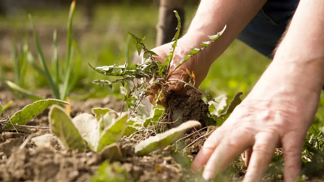 Mains arrachant un chardon, un remède de grand-mère pour un jardin sain.