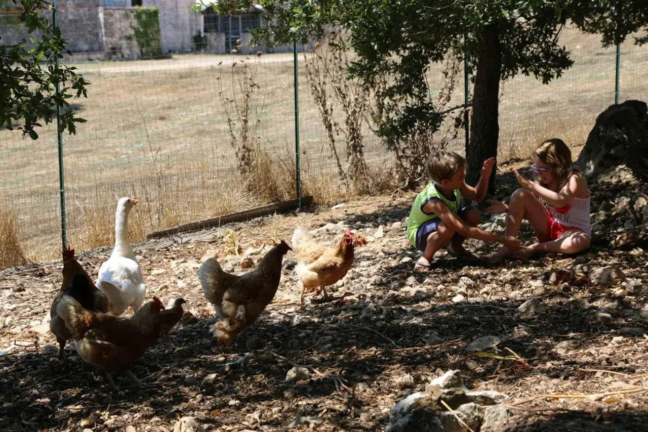 Bambini giocano in una masseria didattica in Puglia, circondati da galline e un'oca.