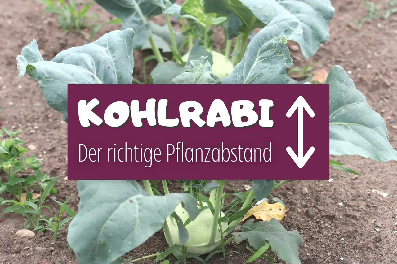 Kohlrabi pflanzen im Beet. Ein Schild zeigt
