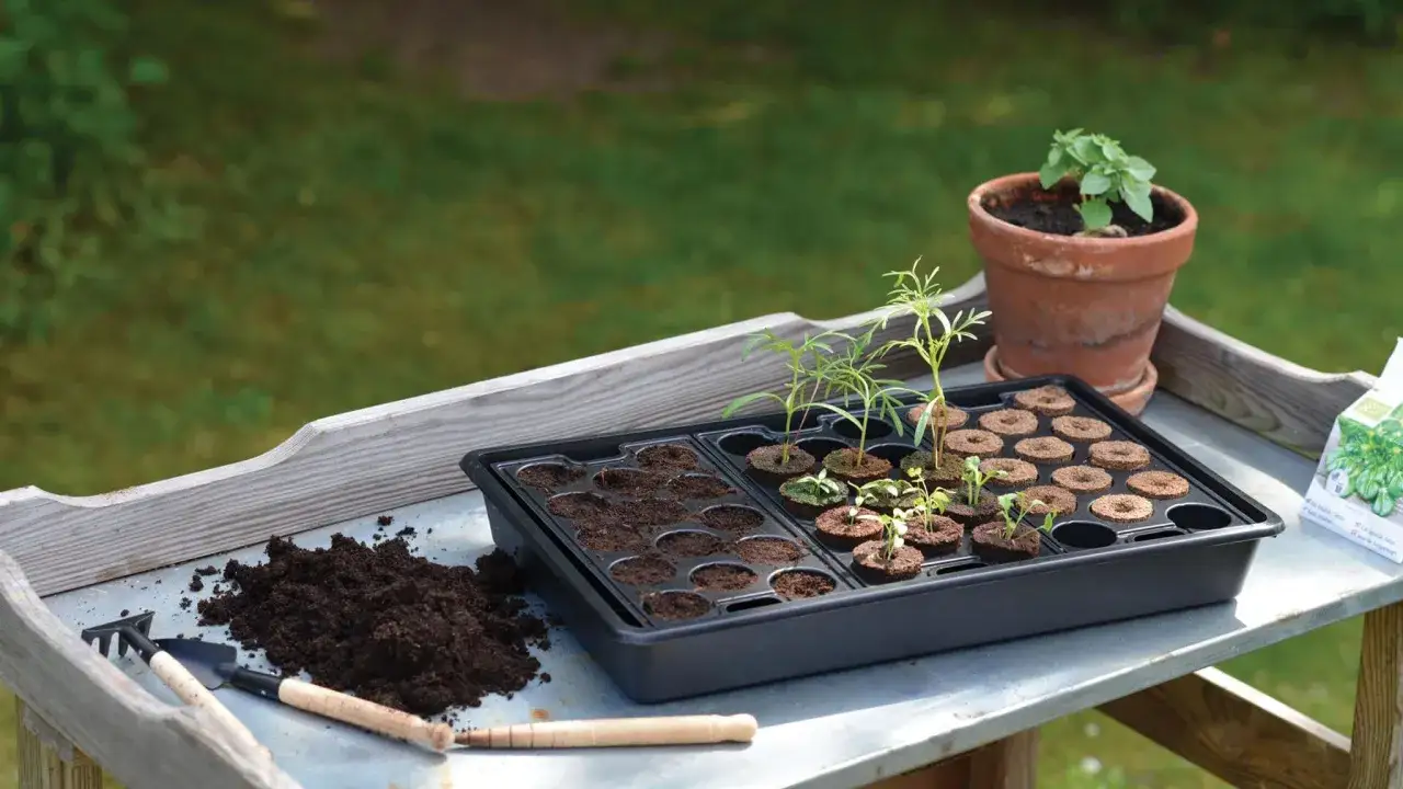 Sådd av plantor i ett brätte med jord och små plantor. En kruka med basilika och trädgårdsredskap finns bredvid. En värmematta Nelson Garden kan ge extra värme för groning.