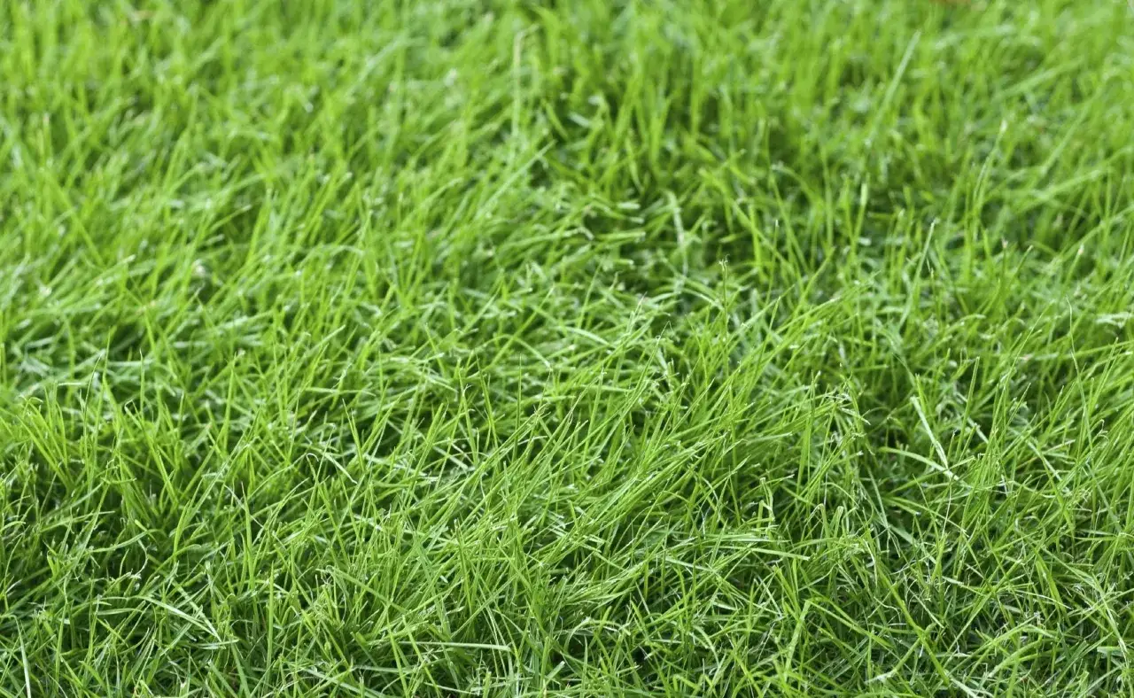 A close-up view of lush, green clumping fescue grass, showing individual blades reaching upwards.