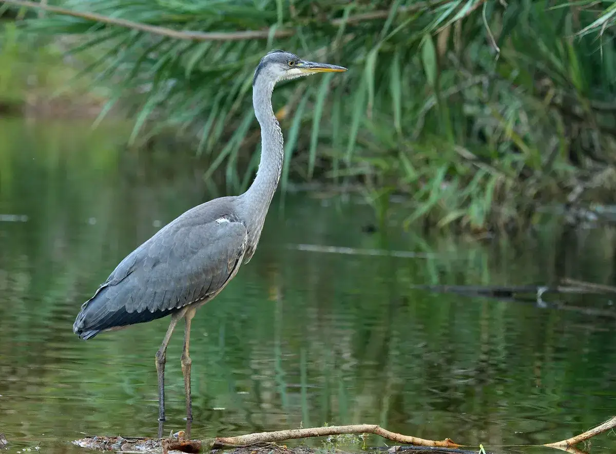 Una garza real, con su elegante cuello curvado, espera pacientemente en las aguas tranquilas de un estanque, rodeada de vegetación exuberante.