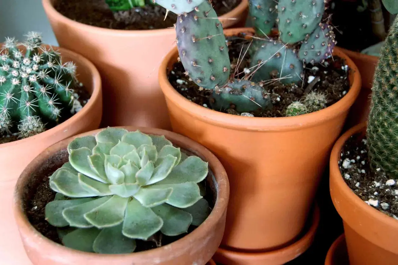 Kaktusy w glinianych doniczkach. Czy aloes to kaktus? Na zdjęciu widać r&oacute;żne sukulenty, w tym kaktusy o kolczastych łodygach i jeden aloes.