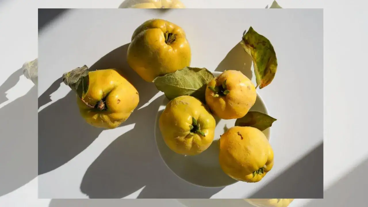 Cinco membrillos amarillos, con hojas secas, sobre un plato blanco. &iquest;Qu&eacute; es el membrillo? Una fruta arom&aacute;tica, ideal para mermeladas y postres.