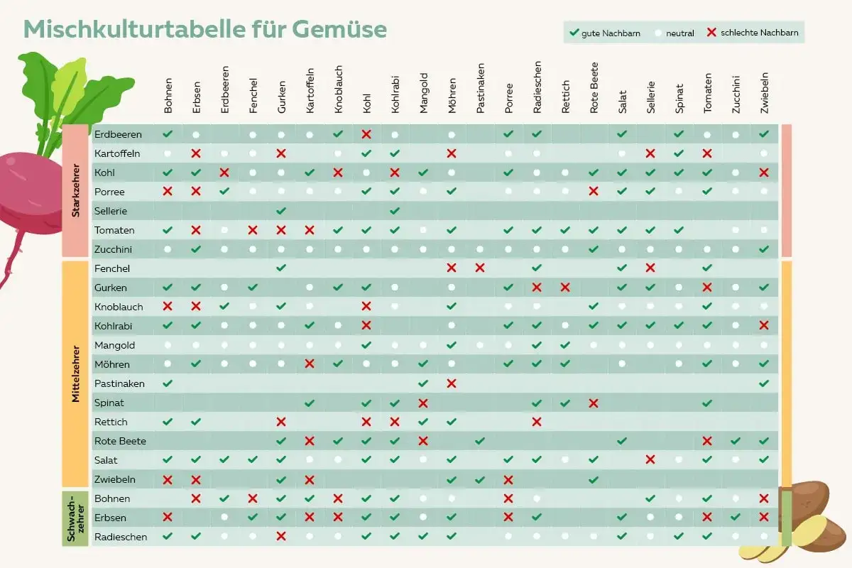 Mischkulturtabelle: Tomaten haben schlechte Nachbarn wie Kartoffeln und Kohlrabi. Andere Gemüsesorten sind gute Nachbarn.