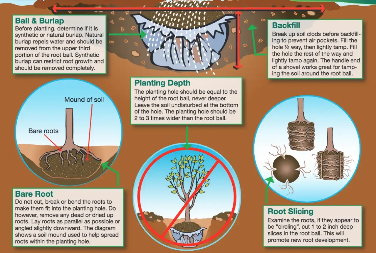 Diagrams illustrate how to plant perennials, covering ball & burlap, bare root, planting depth, backfill, and root slicing techniques.