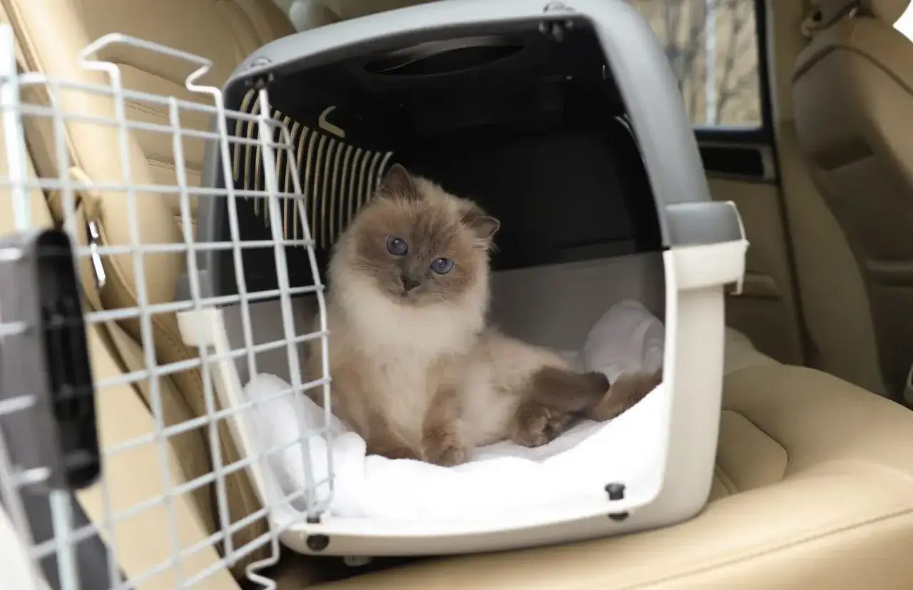 En söt katt i en transportbur i en bil.