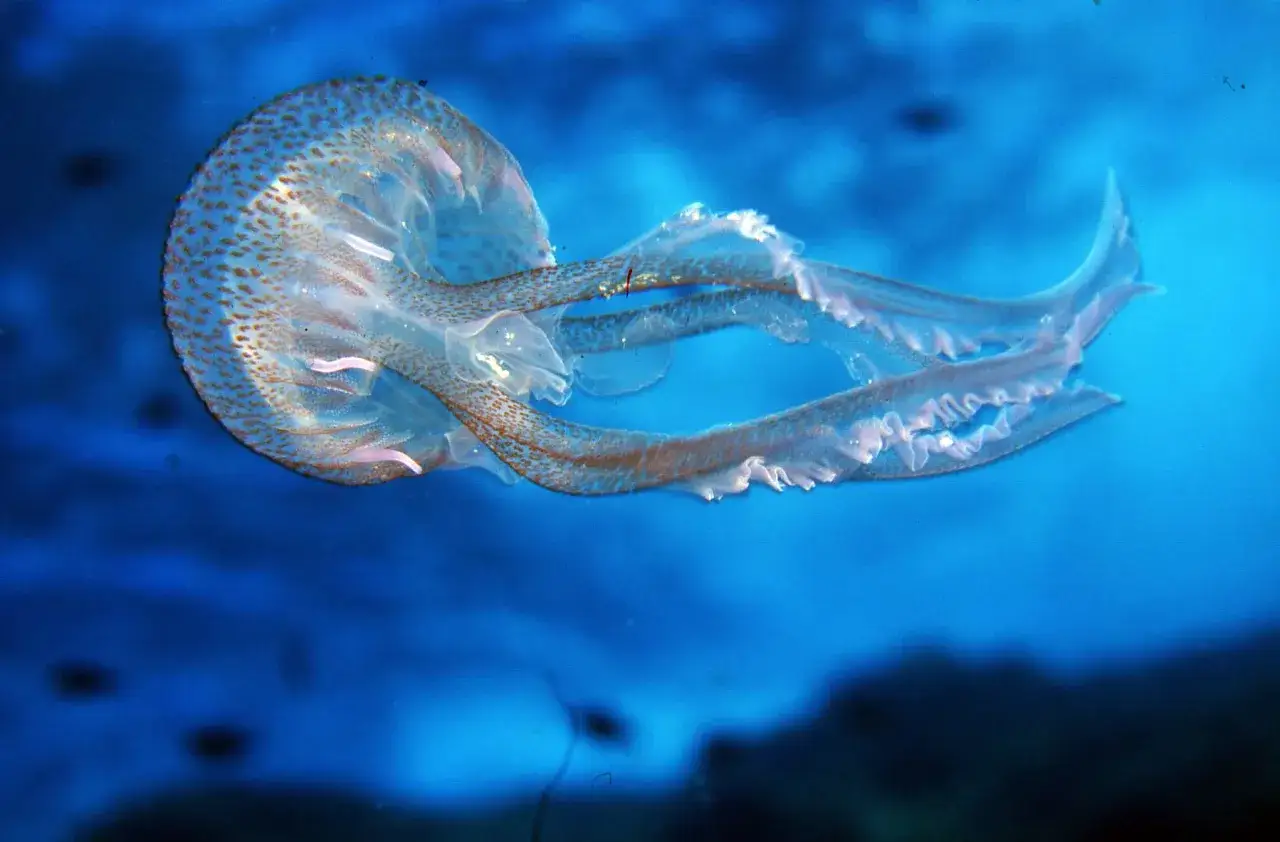 Una medusa trasparente con macchie marroni fluttua nell'acqua blu. Diverse specie di meduse, come questa, popolano gli oceani.