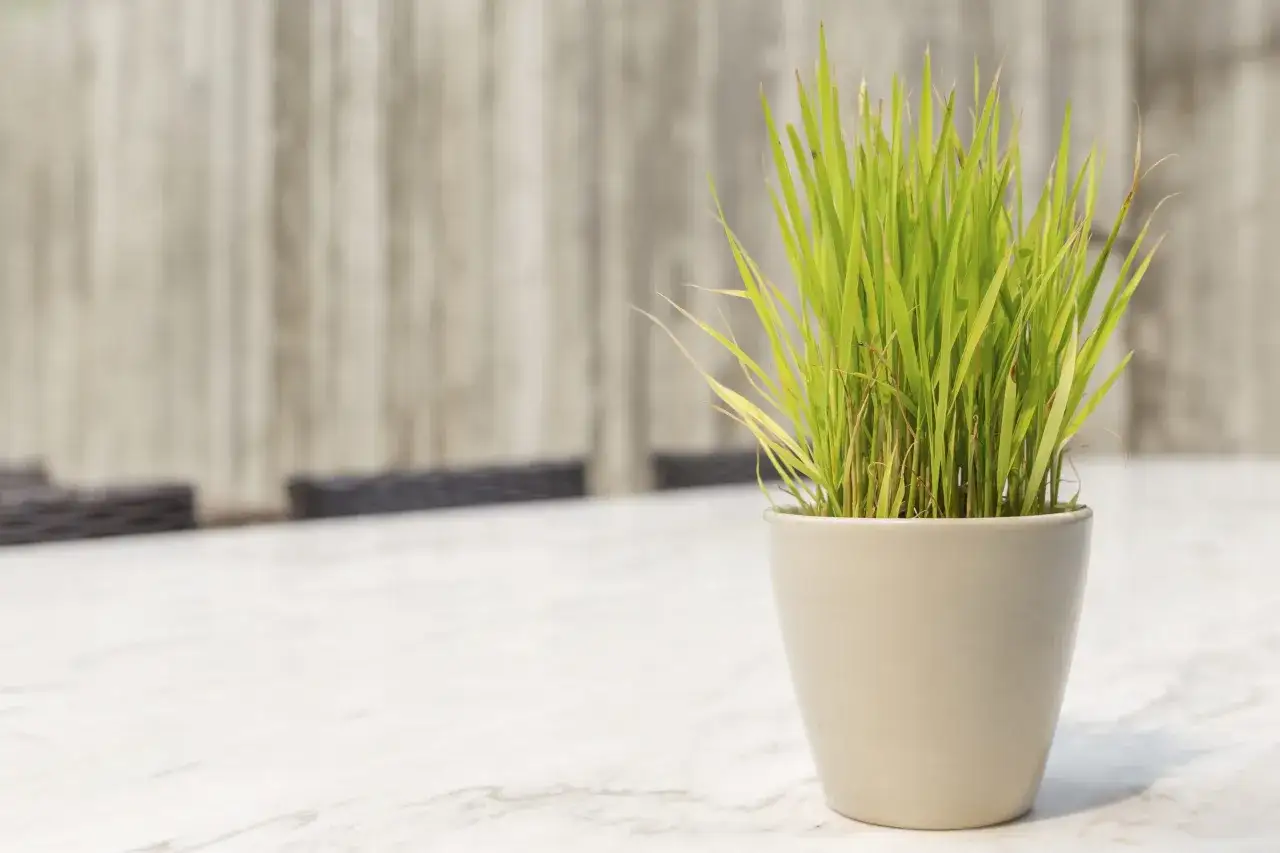 A pot of vibrant green lemongrass sits on a marble table, its blades reaching skyward. This image makes you wonder, can lemongrass survive winter?