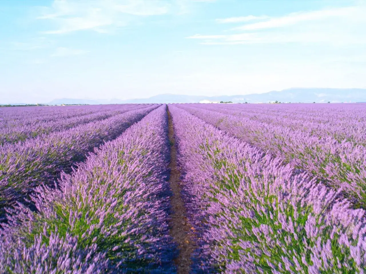 Vaste plantation de lavande s'&eacute;tendant &agrave; perte de vue sous un ciel bleu. Les rang&eacute;es violettes cr&eacute;ent un chemin visuel infini.