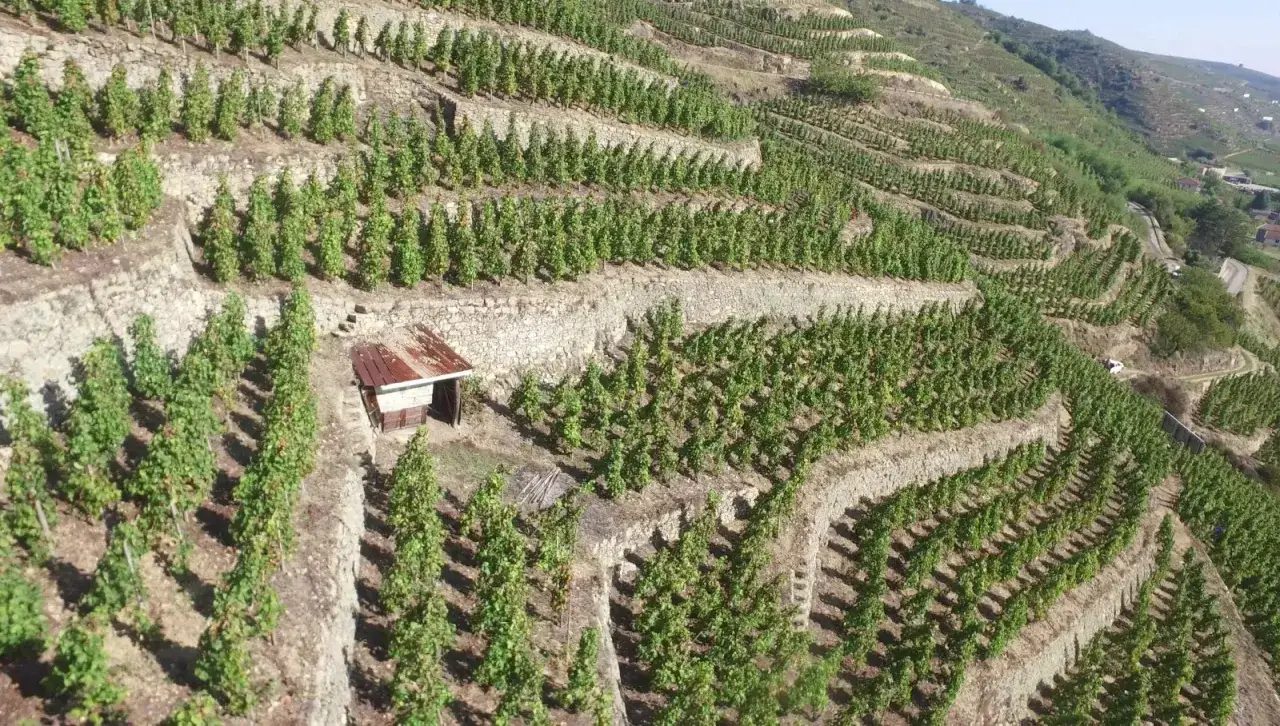 Vignes en terrasses sur une colline, avec une petite cabane de vigneron. Un paysage typique de la cave Côte Rôtie.