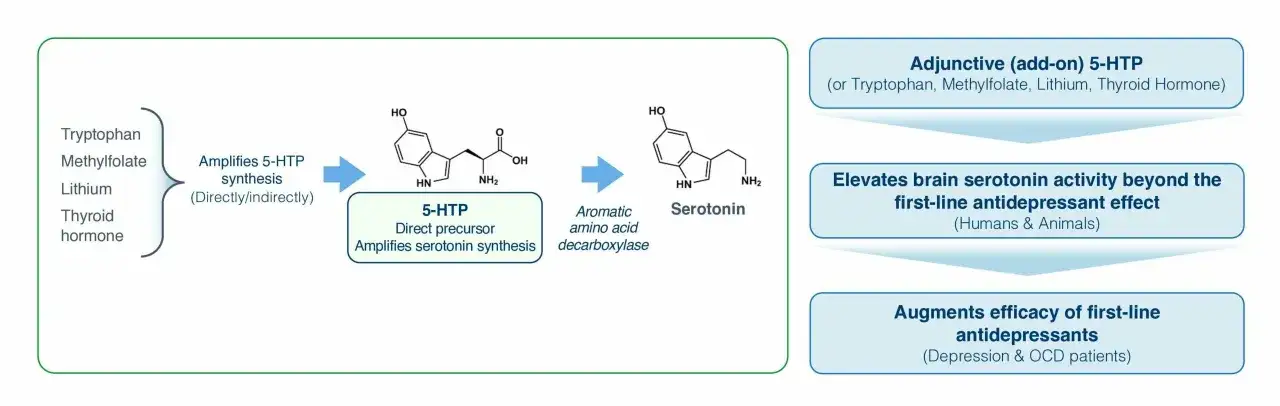 Schemat przedstawia syntezę serotoniny z 5-HTP, która jest prekursorem. Wortioksetyna może być stosowana jako dodatek, podnosząc poziom serotoniny.