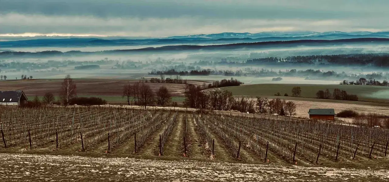 Mglisty poranek nad winnicą. Rzędy pustych winorośli czekają na wiosnę, a w oddali widać pasma górskie.