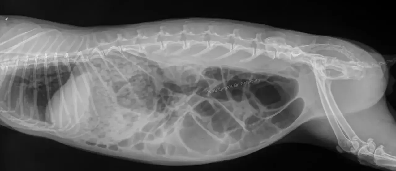 R&ouml;ntgenbild eines Kaninchens mit aufgebl&auml;htem Bauch. Man sieht die Wirbels&auml;ule, Rippen und Organe. Der **kaninchen bauch gluckert** wegen Gasansammlungen.