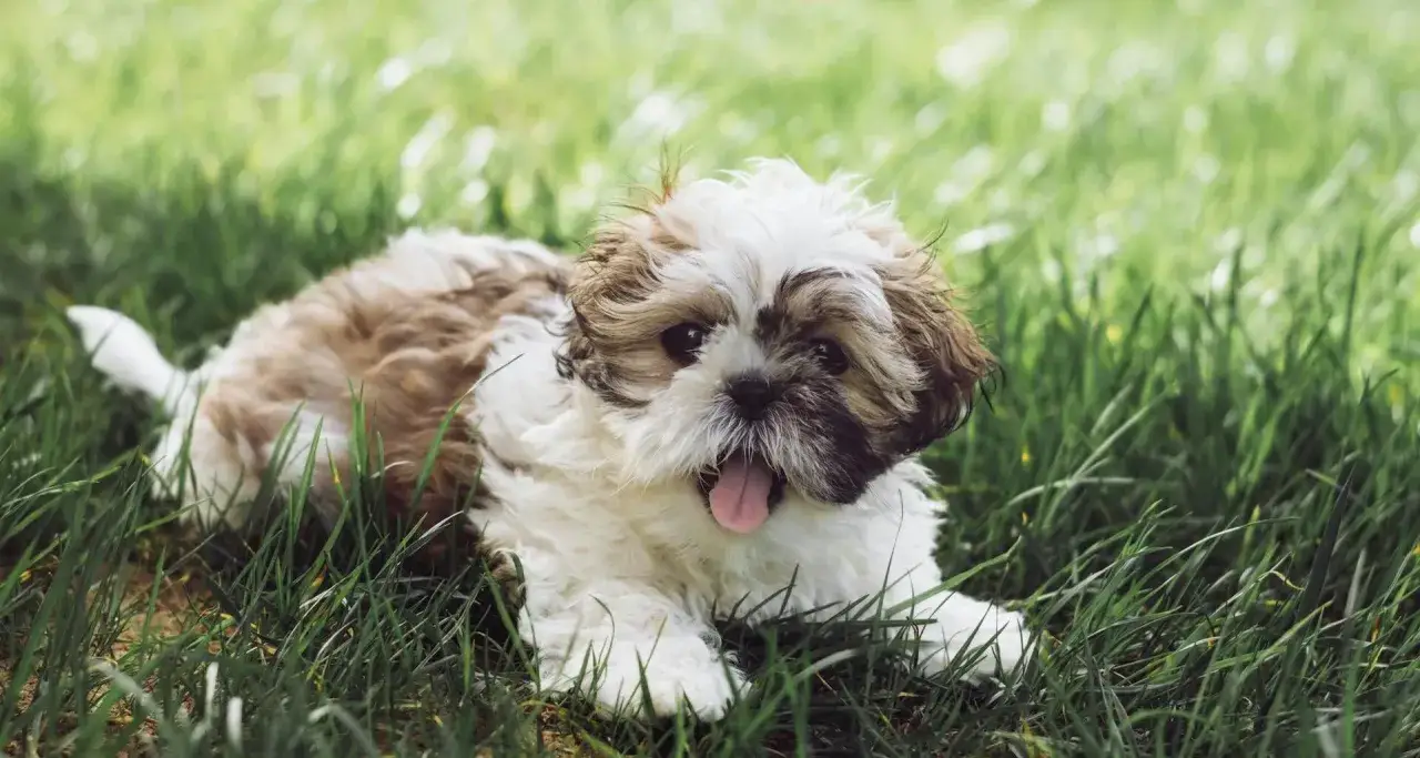 Uroczy szczeniak Shih Tzu leży na trawie. Pamiętaj, co ile odrobaczać psa, by był zdrowy i szczęśliwy.