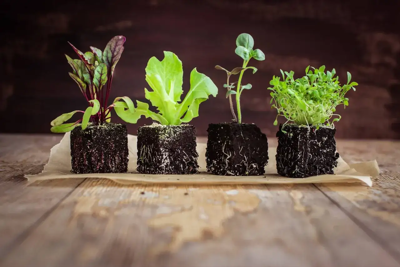 Quatre jeunes plants, dont des betteraves et de la laitue, prêts pour le semis de printemps. Leurs racines sont visibles.