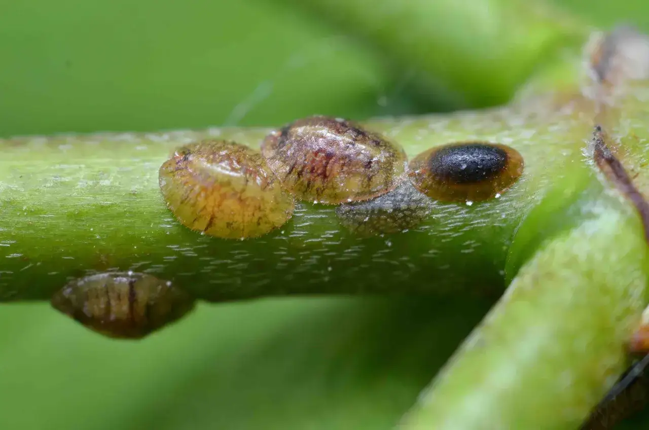 Plusieurs cochenilles à carapace, à différents stades de leur cycle de vie, sont visibles sur une tige verte.