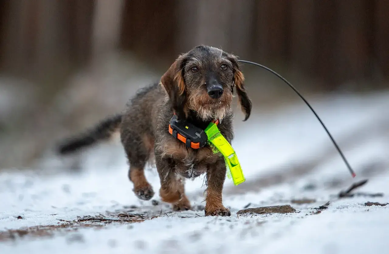 En korthårig tax med GPS-halsband i snön.