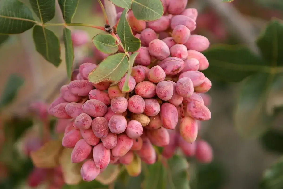 Pistacje Sycylia Grecja Egina