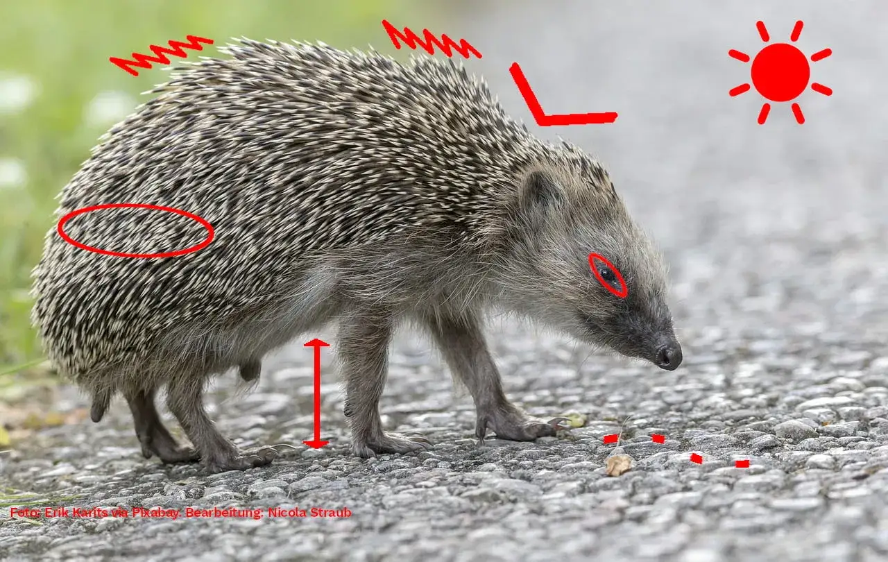 Igel gefunden, was tun? Ein stacheliger Freund auf dem Weg. Rote Markierungen zeigen Details.